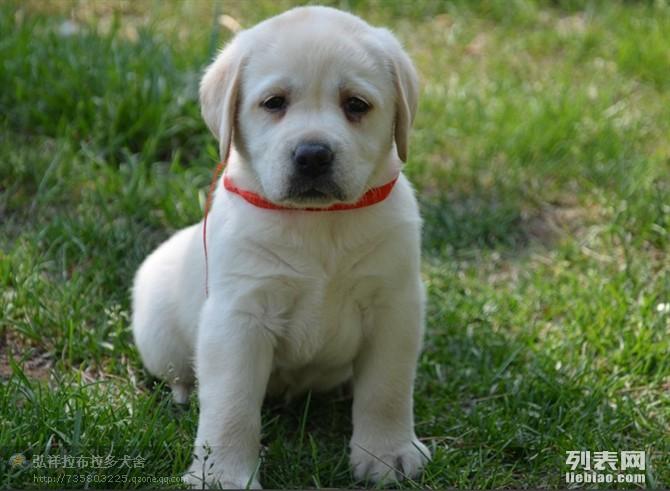 最新涼山小獵犬出售，品質(zhì)之選及飼養(yǎng)須知