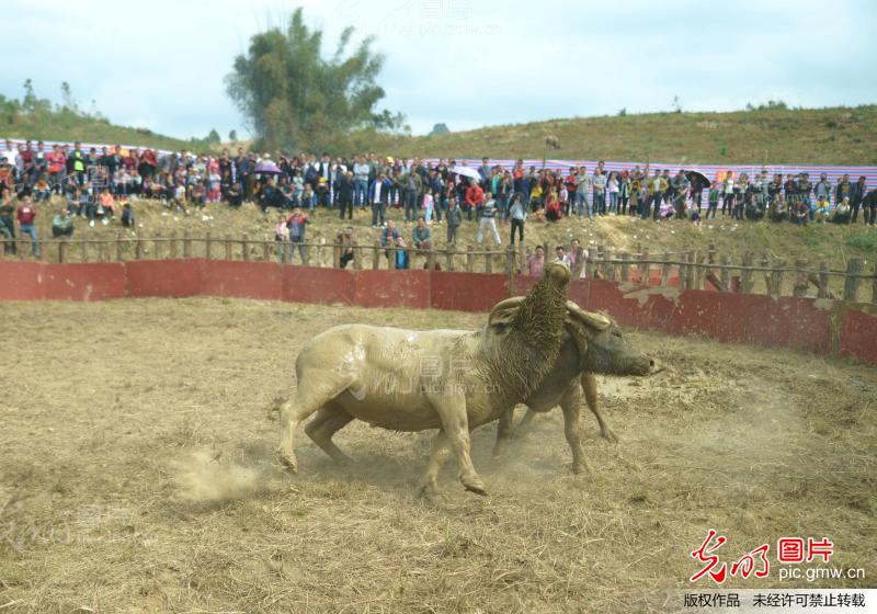 廣西牛王比賽視頻，傳統(tǒng)與現(xiàn)代的激情碰撞，最新賽事一覽