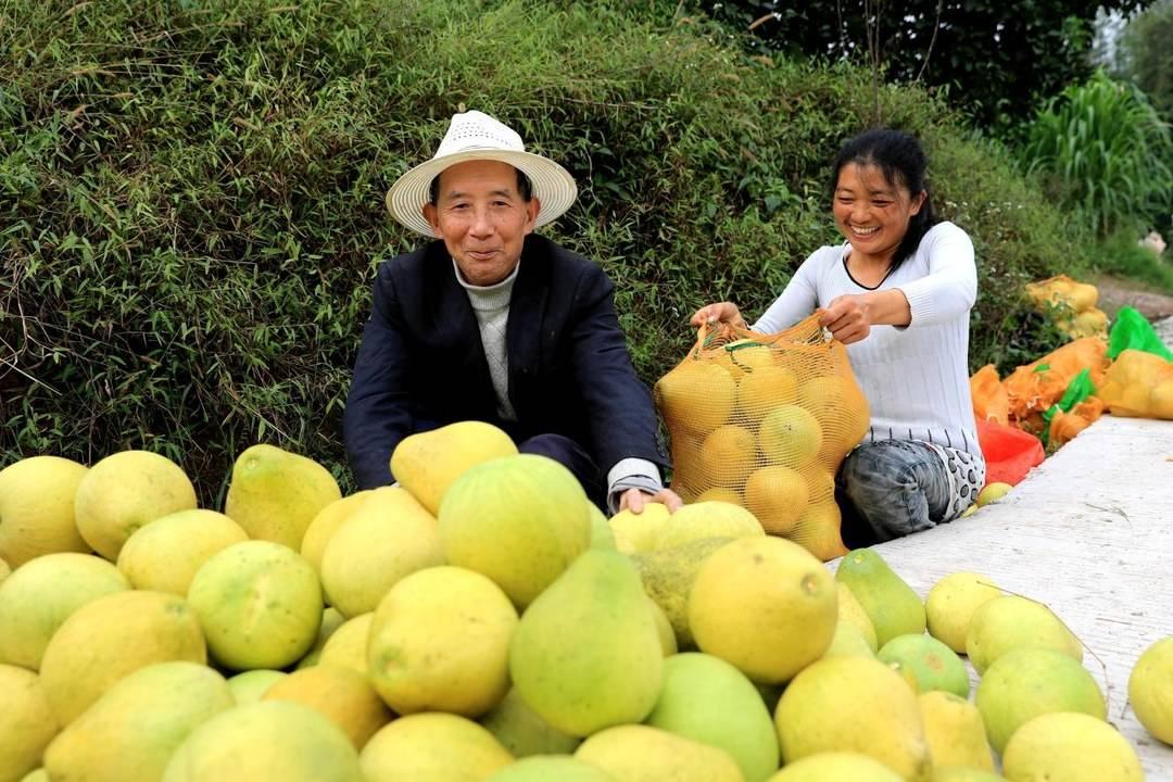 柚寶寶孕育APP下載最新，開啟生命之旅的孕育之旅