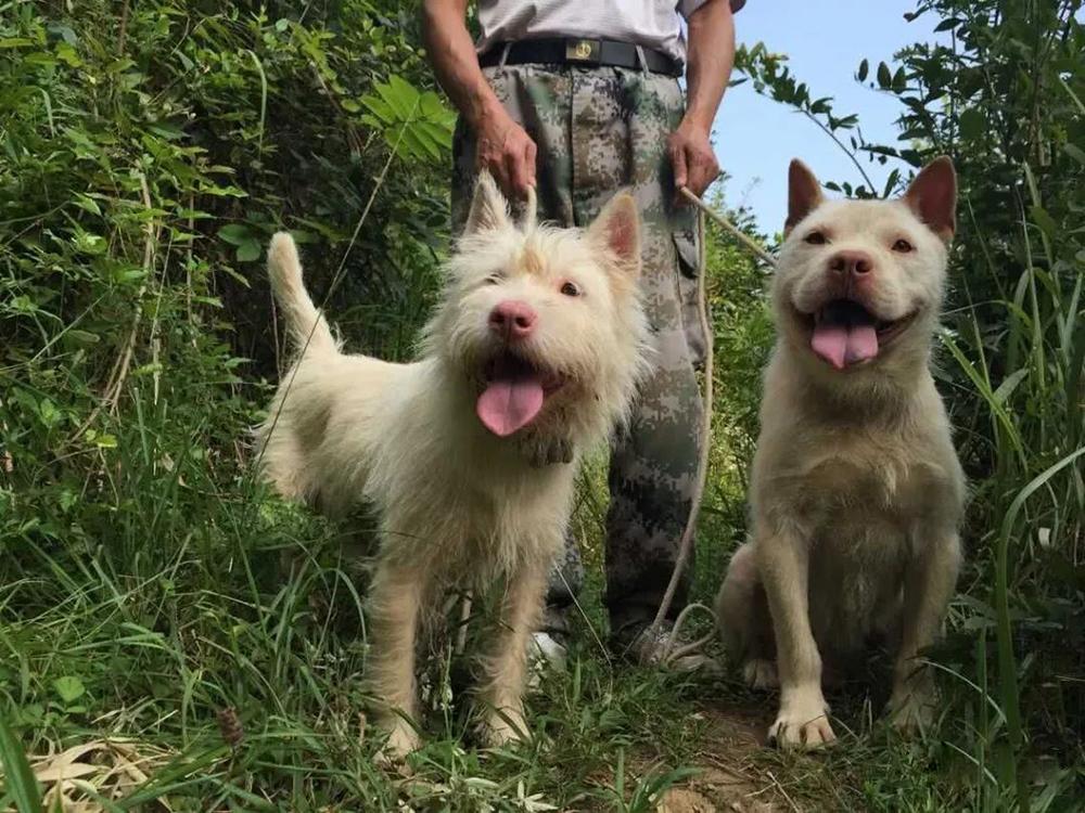 最新獵犬狩獵野豬視頻，展現(xiàn)獵犬勇猛與智慧的風(fēng)采