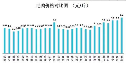 山東毛鴨最新報價動態(tài)、分析與行情預測