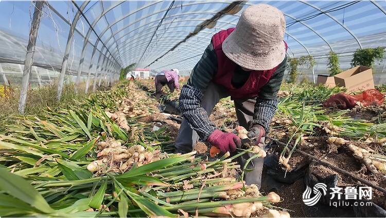 濰坊大姜最新價格及市場行情與未來趨勢深度解析