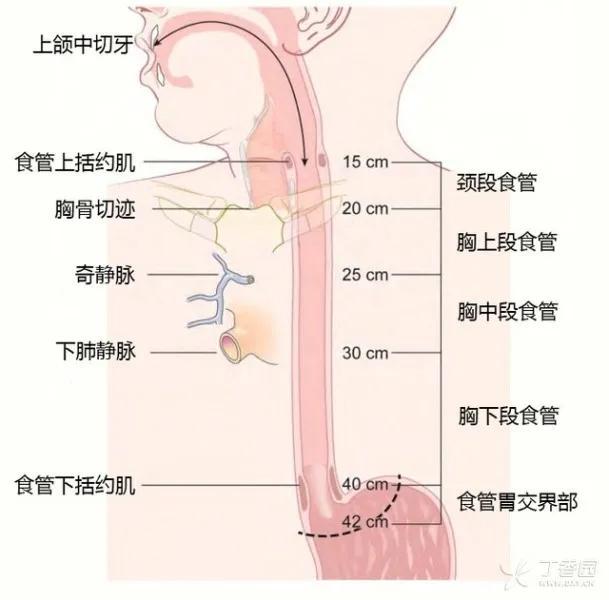 食管分段標(biāo)準(zhǔn)的新認(rèn)知與應(yīng)用，食管最新分段標(biāo)準(zhǔn)解析（2017版）